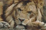 (image for) Leisurely Lion